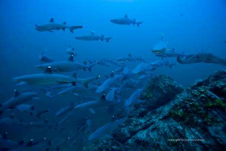 large numbers of whitetip reefsharks in Cocos Island