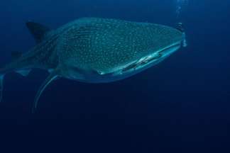 Walhaie haben ihren Höhepunkt im November und Dezember in Socorro Mexiko