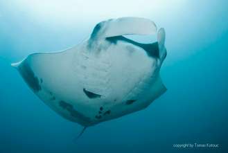 scuba diving with giant manta rays at the Galapagos islands