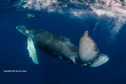 Humpback whales appear in Socorro from December to April