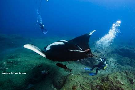 Scuba diving with Giant Manta rays at san Benedicto Socorro islandsr