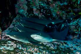 Whitetip Reef sharks Roca Partida
