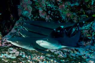Weisspitzenhaie in Roca Partida Socorro Inseln