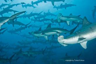 Schooling Hammerhead sharks in Darwin and Wolf Galapagos islands