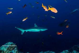 Silvertip shark at Socorro - Revillegagigedo Archipelago