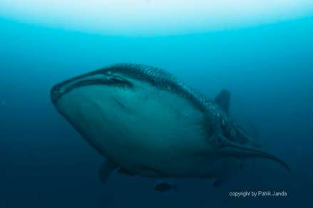 Whalesharks at Darwin and Wolf Galapagos islands