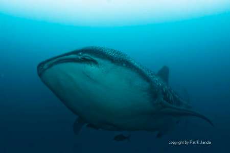 Tauchen mit Walhaien in Darwin und Wolf Galapagos Inseln