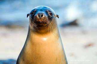 Observation of Galapagos sea lions