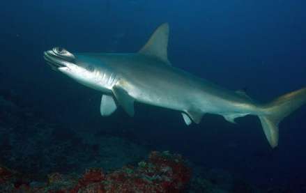 Scalloped Hammerhead shark in Cocos island