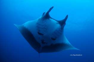 Scuba diving with giant Manta rays at the Socorro islands 
