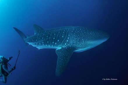 Whale shark at Punta Maria in Cocos island