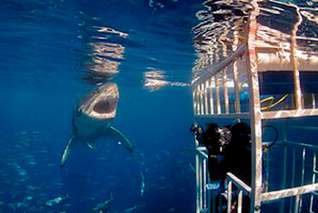 Käfigtauchen mit weissen Haien in Guadalupe