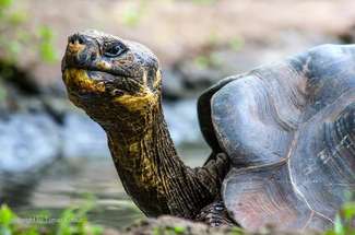 Encounters with giant Galapagos tortoise on Santa Cruz island 
