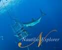 Cage diving with white shark Nautilus explorer